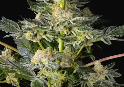 Key Lime Pie x Do-Si-Dos