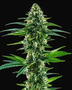 Khalifa Kush