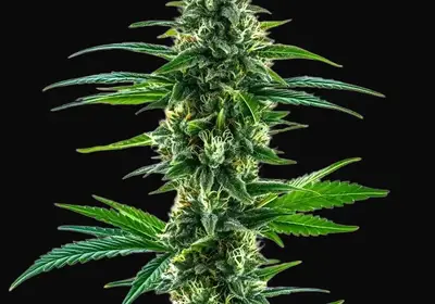Khalifa Kush