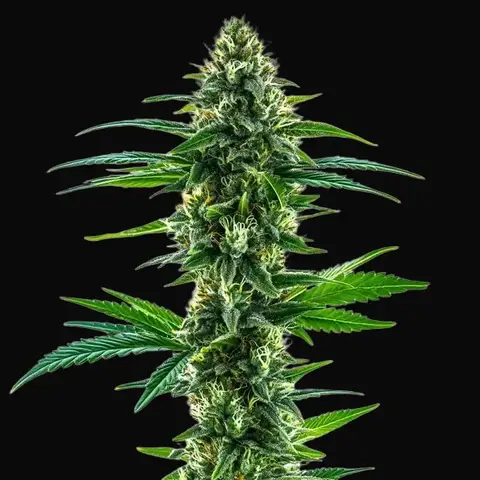 Khalifa Kush
