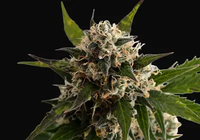 Kickass Auto