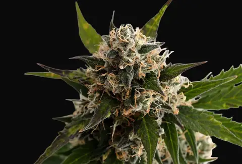 Kickass Auto