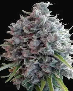 Killer A5 Haze