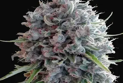Killer A5 Haze