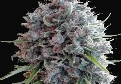 Killer A5 Haze