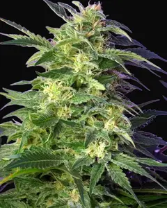 Killer Kush Auto