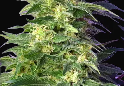 Killer Kush Auto