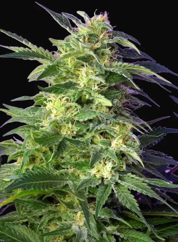 Killer Kush Auto