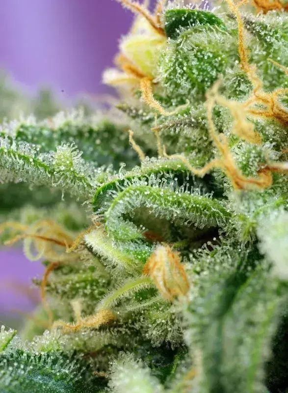 Killer Kush Auto — zdjęcie 2