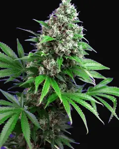 Killer Kush F1 Fast Version