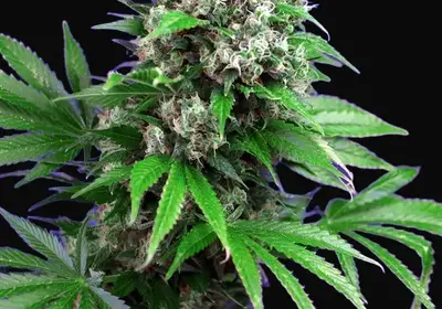 Killer Kush F1 Fast Version