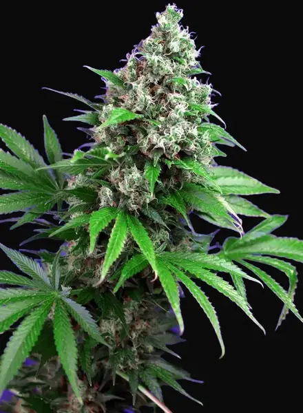 Killer Kush F1 Fast Version
