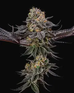 King of Kings