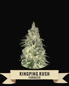Kingpin Kush