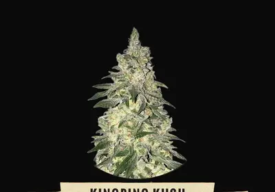 Kingpin Kush