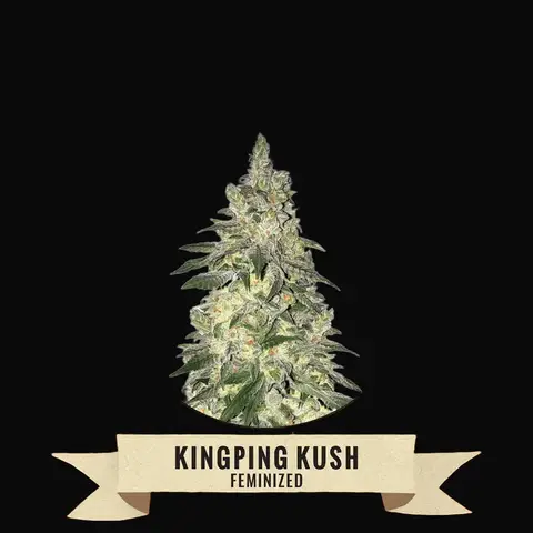 Kingpin Kush