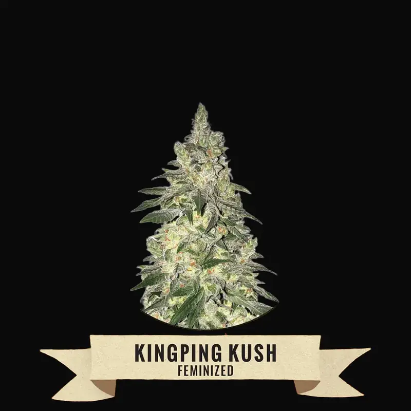 Kingpin Kush