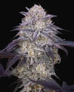 King’s Juice Auto
