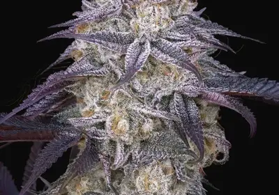 King’s Juice Auto