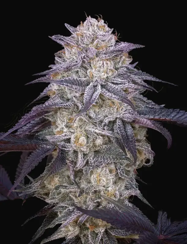 King’s Juice Auto