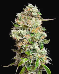 King’s Kush Auto CBD