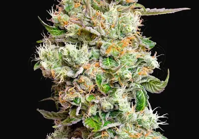 King’s Kush Auto CBD