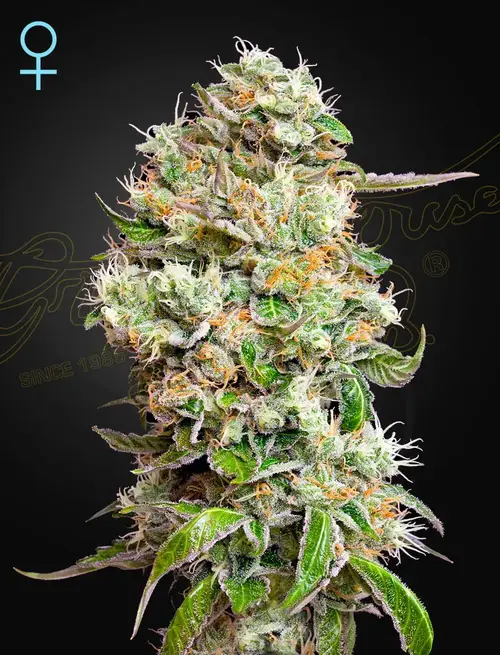King’s Kush Auto CBD