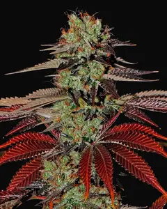King’s Kush Auto