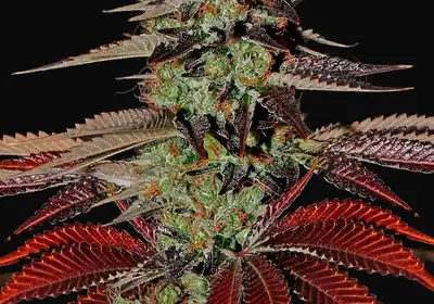 King’s Kush Auto