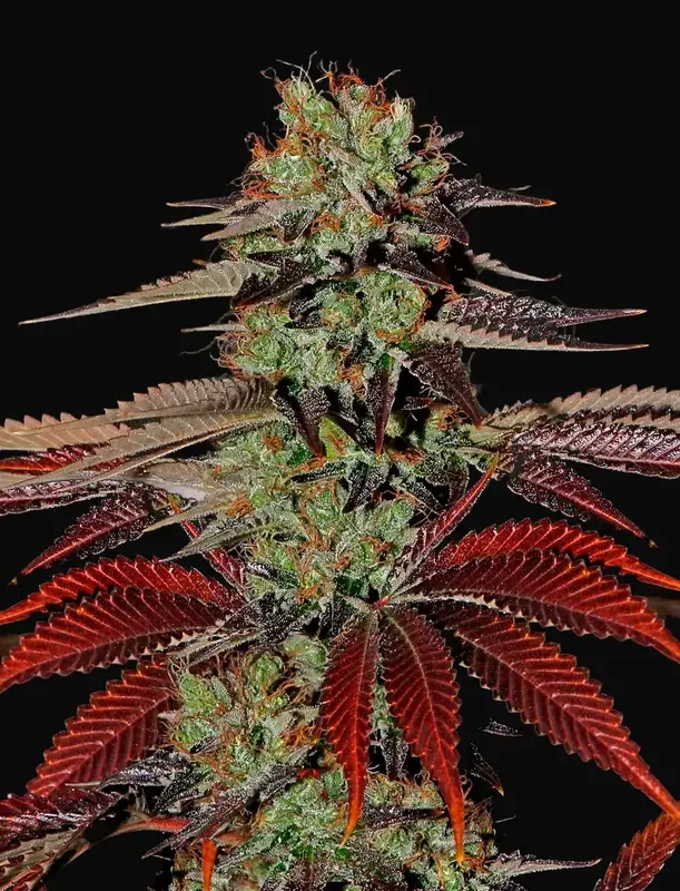 King’s Kush Auto