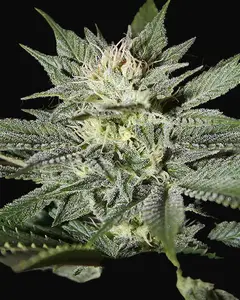 King’s Kush CBD
