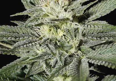 King’s Kush CBD