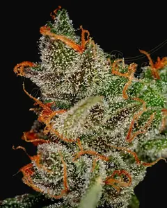 King's Kush