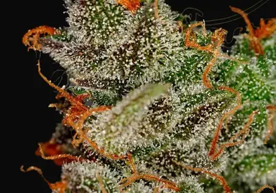 King's Kush