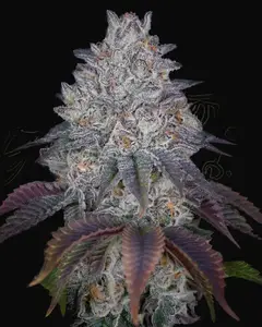 King’s Tart