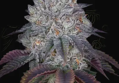 King’s Tart