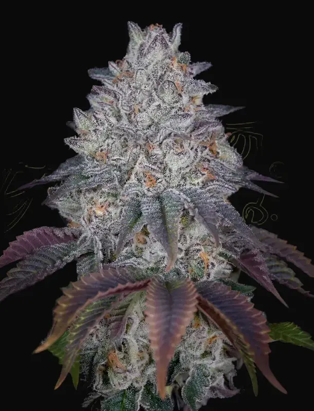 King’s Tart