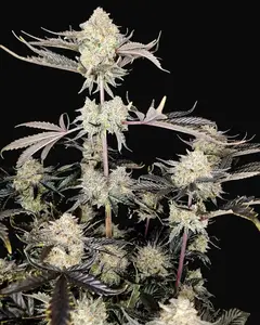 Kiwi Tango Auto