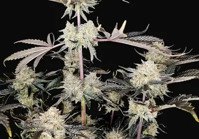 Kiwi Tango Auto