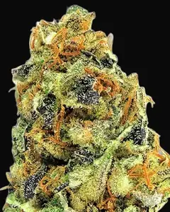 K.O Kush