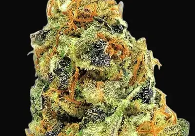 K.O Kush