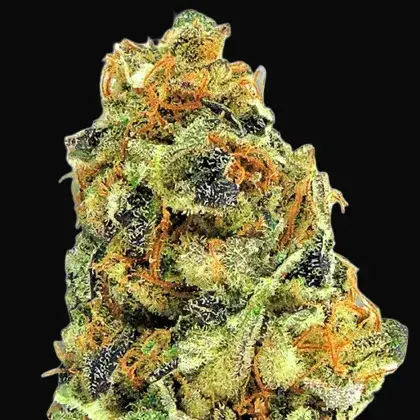 K.O Kush