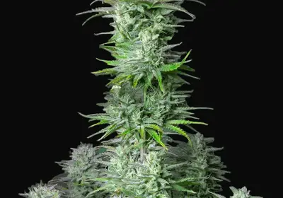 Kosher Cake Auto
