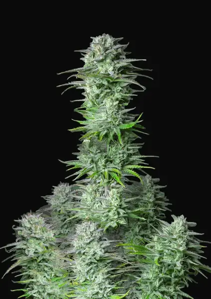 Kosher Cake Auto