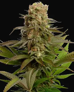 Kosher Choco Kush