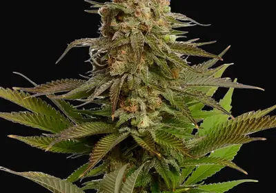 Kosher Choco Kush