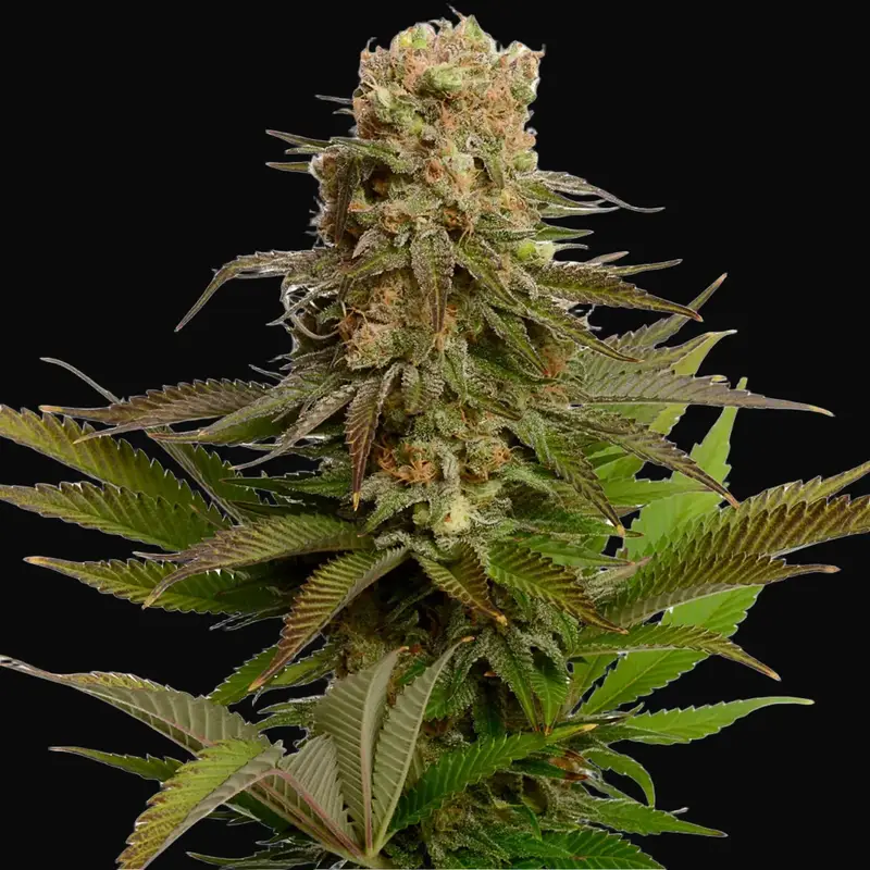 Kosher Choco Kush
