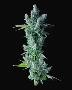 Kosher Dawg