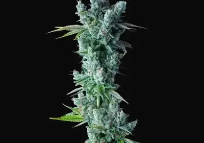Kosher Dawg