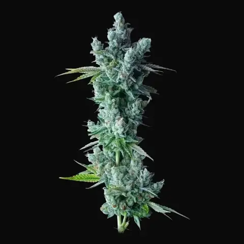 Kosher Dawg